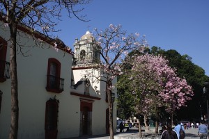 Oaxaca Street 