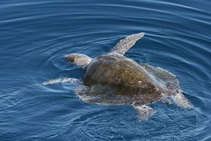 Ocean Turtle 